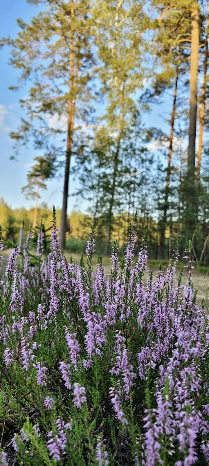 Prywatne Weekend Całoroczny Pasym - zdjęcie 3